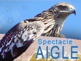 Location un aigle