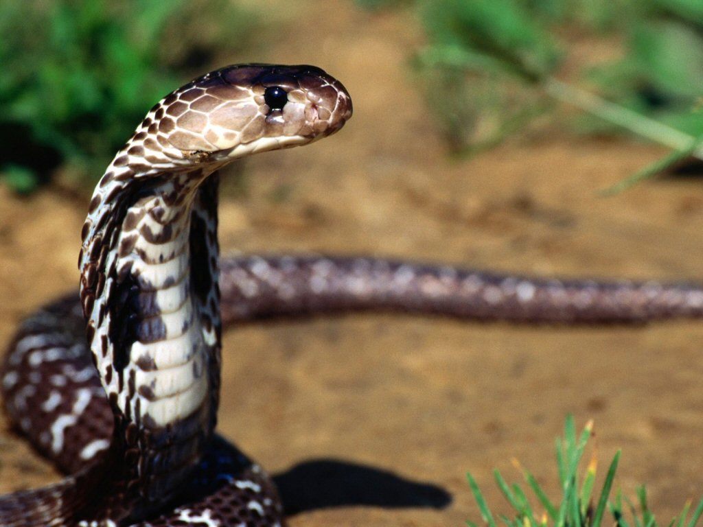 serpent à louer